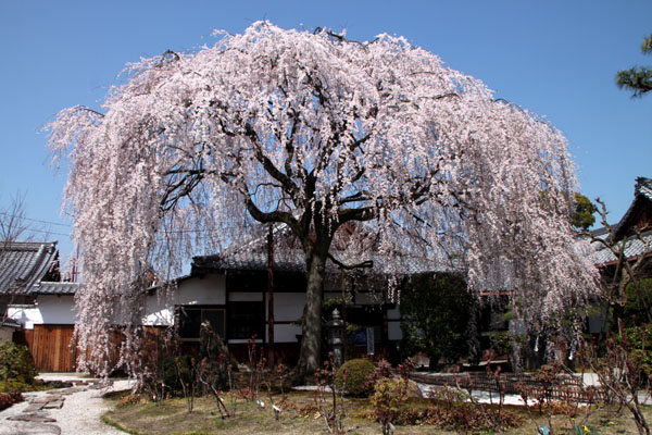 14桜始まる4  本満寺_e0048413_034795.jpg