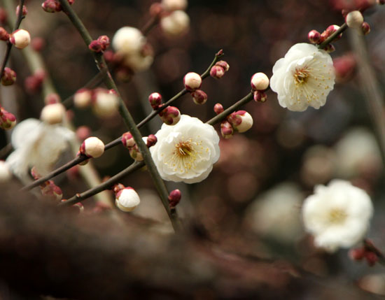 2014花めぐり 5_e0048413_22314584.jpg