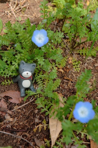 青い花の縮尺 ネモフィラ オオイヌノフグリ 世話要らずの庭
