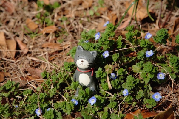 青い花の縮尺 ネモフィラ オオイヌノフグリ 世話要らずの庭