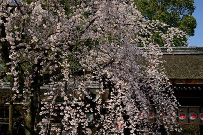 平野神社の魁桜_e0177413_1039441.jpg