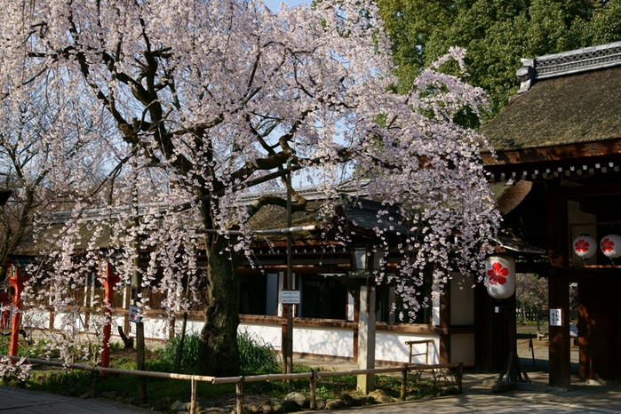 平野神社の魁桜_e0177413_10402825.jpg