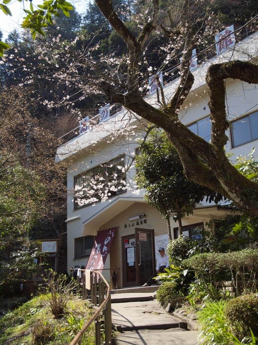 湯の山温泉館前の桜_c0116915_0363532.jpg
