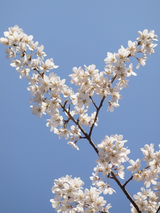 湯の山温泉館前の桜_c0116915_038695.jpg