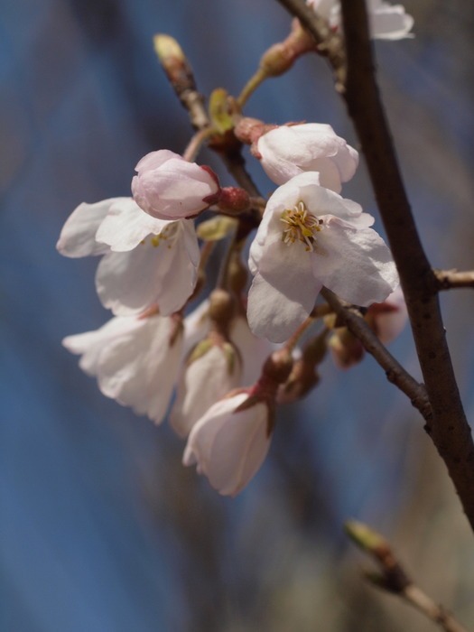 湯の山しだれ桜とその周辺の花_c0116915_0493967.jpg