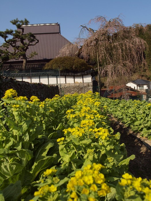 中島家のしだれ桜 その１_c0116915_058321.jpg