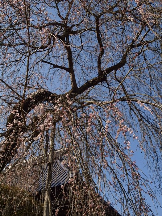 中島家のしだれ桜 その１_c0116915_123128.jpg