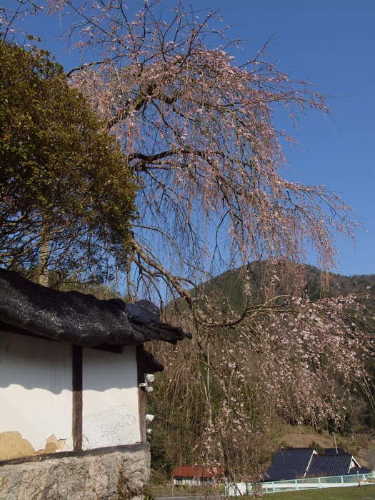 中島家のしだれ桜 その１_c0116915_13781.jpg