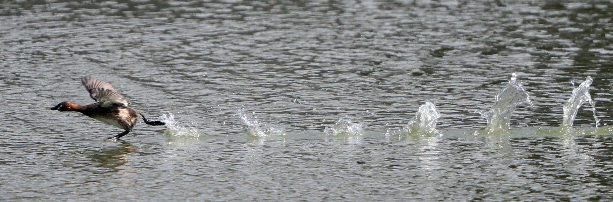 カイツブリ水面を走る 私の鳥撮り散歩