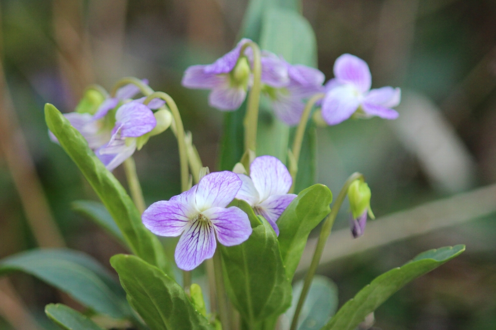 春の花_a0309917_2016297.jpg