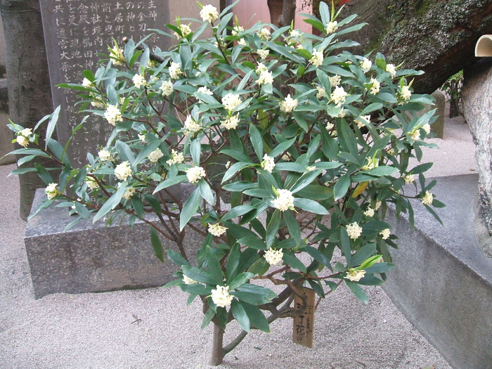 櫛田神社_f0192820_17573963.jpg