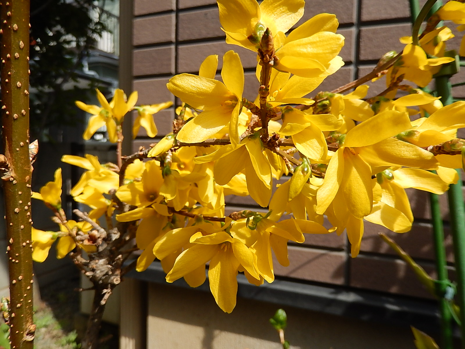 d0000324_10295248.jpg