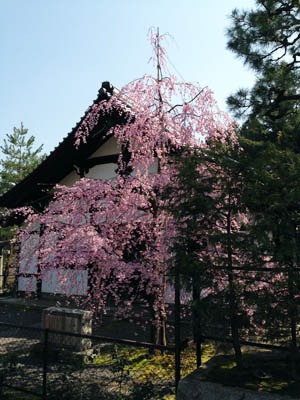 昨日の朝の円山公園の桜です。_b0199526_12542652.jpg