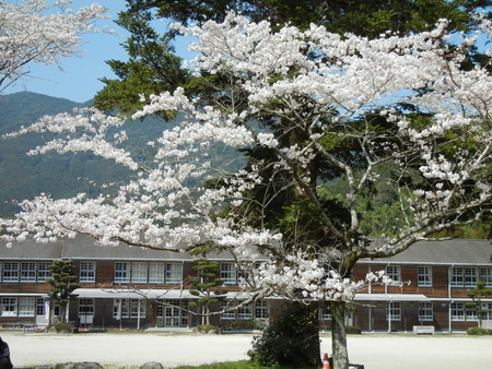 桜見物_d0094226_1139041.jpg