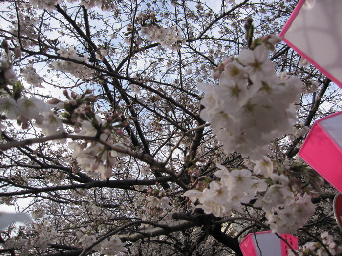 目黒川の桜と新商品_c0151934_23112288.jpg