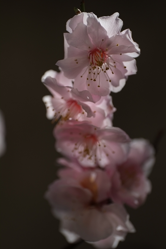梅から桜_f0050534_10115241.jpg