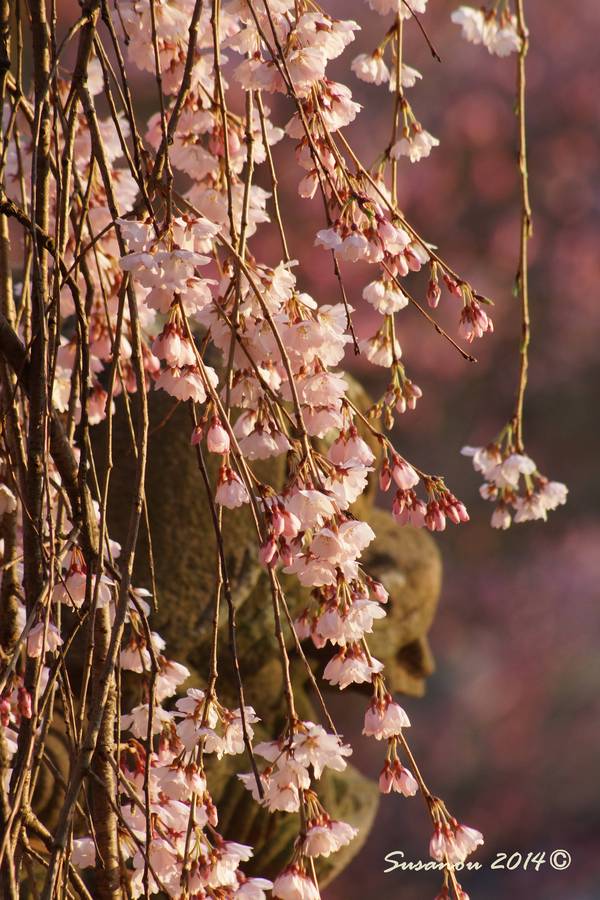 氷室神社　春_a0212036_054250.jpg