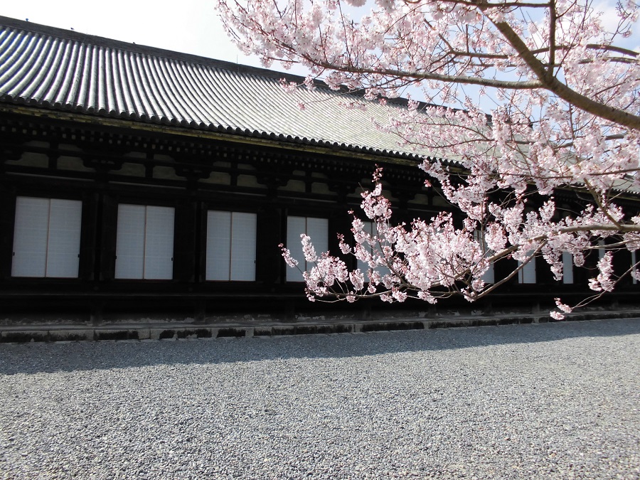 三十三間堂の桜 京都気まま散歩