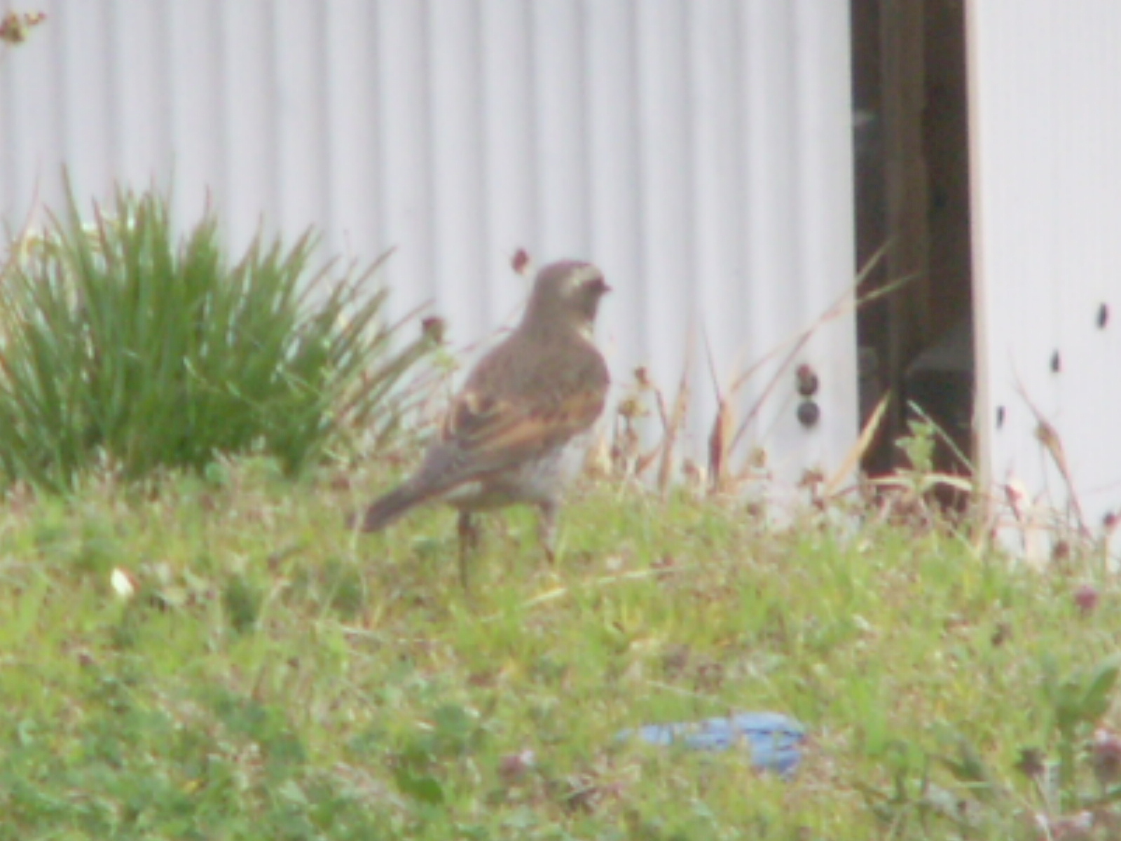 この鳥なんの鳥気になる鳥。。。。。_b0139239_18374037.jpg