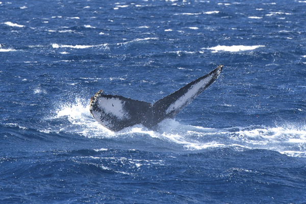 請島　ジャナレ_f0062839_19503933.jpg