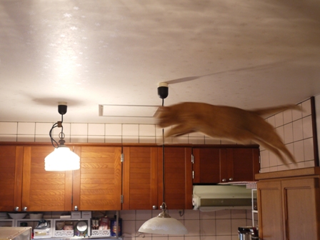 空飛ぶももんが猫 しぇる編。_a0143140_21204255.jpg