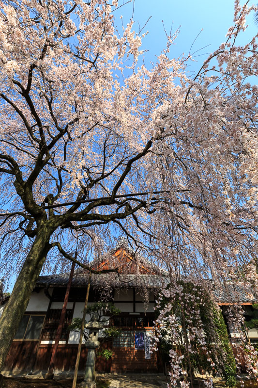 本満寺の枝垂桜が満開_b0325840_01161075.jpg