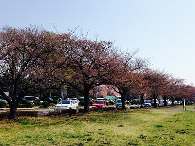 大宮第二公園　桜_a0078344_7563454.jpg