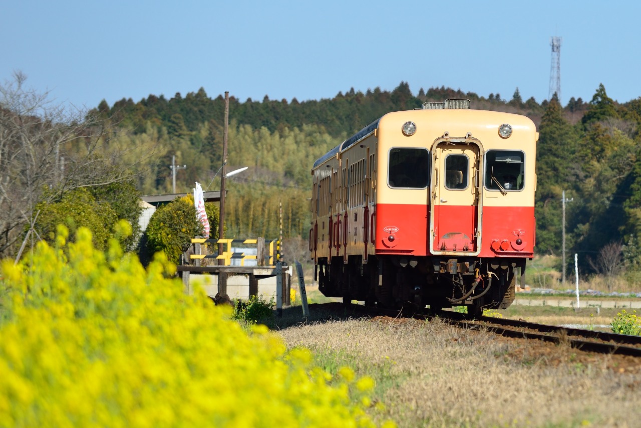 菜の花と気動車2_b0087345_19422570.jpg