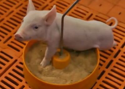 美味しい豚丼 銀の匙 Silver Spoon お散歩アルバム 如月日記