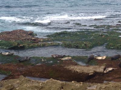 La Jolla 〜ラホヤにて〜_e0047250_14245892.jpg