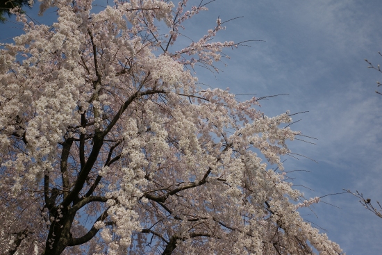 館林の枝垂れ桜_e0129750_23114608.jpg