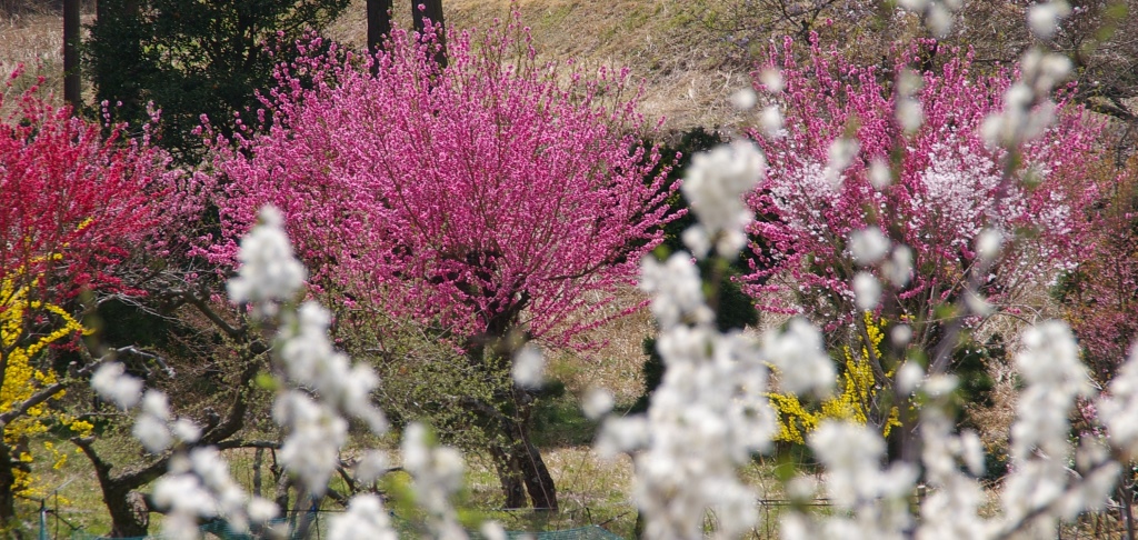 お花見もどき_f0043750_23431985.jpg