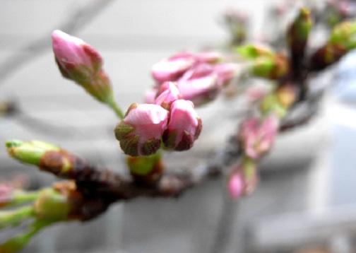 我が家の桜 蕾 開花まで 各日に観察 プランターの花添えて 京の旅あれこれ こしあん本舗 我が家の桜 蕾 開花まで 各日に観察 プランターの花添えて 京の旅あれこれ こしあん本舗