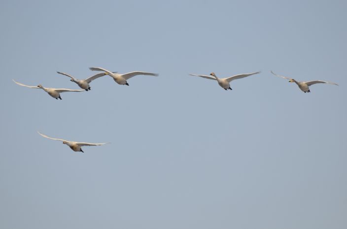 20140311 白鳥 3/6 富山県富山市婦中町長沢_a0263952_23291593.jpg