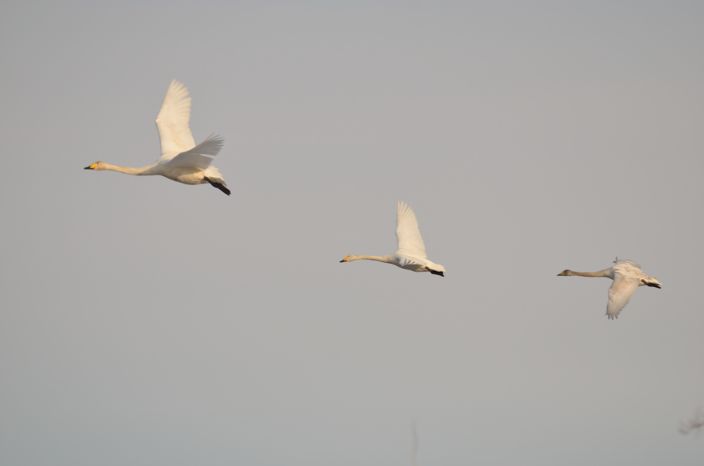 20140311 白鳥 3/6 富山県富山市婦中町長沢_a0263952_23292794.jpg