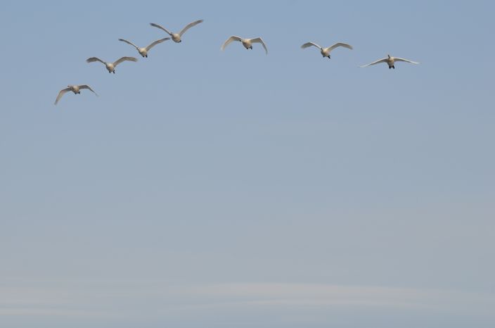 20140311 白鳥 3/6 富山県富山市婦中町長沢_a0263952_2329738.jpg