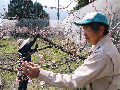 桃の花　摘蕾、摘花で、貯蔵用分の浪費を防ぎます_a0254656_17215156.jpg