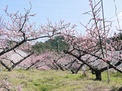 桃の花　摘蕾、摘花で、貯蔵用分の浪費を防ぎます_a0254656_172529100.jpg