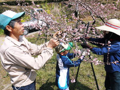 桃の花 摘蕾、摘花で、貯蔵用分の浪費を防ぎます_a0254656_17353659.jpg