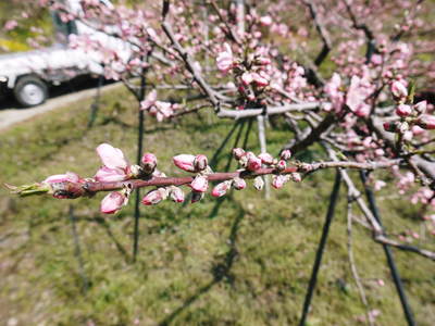 桃の花 摘蕾、摘花で、貯蔵用分の浪費を防ぎます_a0254656_17393251.jpg