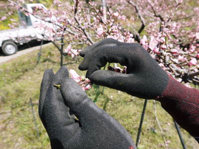 桃の花 摘蕾、摘花で、貯蔵用分の浪費を防ぎます_a0254656_17431061.jpg