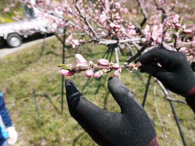 桃の花　摘蕾、摘花で、貯蔵用分の浪費を防ぎます_a0254656_17445811.jpg