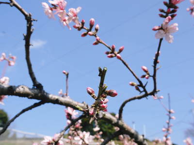 桃の花　摘蕾、摘花で、貯蔵用分の浪費を防ぎます_a0254656_1747369.jpg