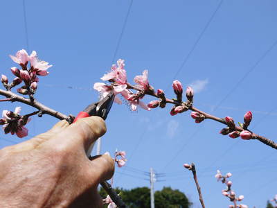 桃の花　摘蕾、摘花で、貯蔵用分の浪費を防ぎます_a0254656_17513774.jpg