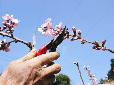 桃の花 摘蕾、摘花で、貯蔵用分の浪費を防ぎます_a0254656_17534995.jpg