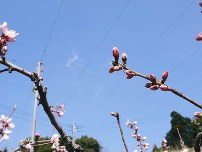 桃の花　摘蕾、摘花で、貯蔵用分の浪費を防ぎます_a0254656_17553259.jpg