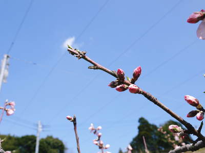 桃の花　摘蕾、摘花で、貯蔵用分の浪費を防ぎます_a0254656_17582314.jpg