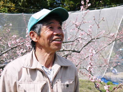 桃の花 摘蕾、摘花で、貯蔵用分の浪費を防ぎます_a0254656_18133429.jpg