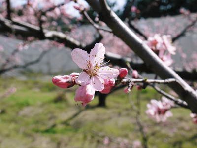 桃の花　摘蕾、摘花で、貯蔵用分の浪費を防ぎます_a0254656_18243786.jpg