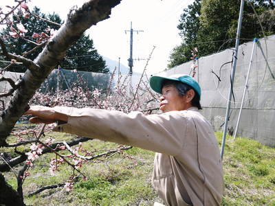 桃の花 摘蕾、摘花で、貯蔵用分の浪費を防ぎます_a0254656_186256.jpg